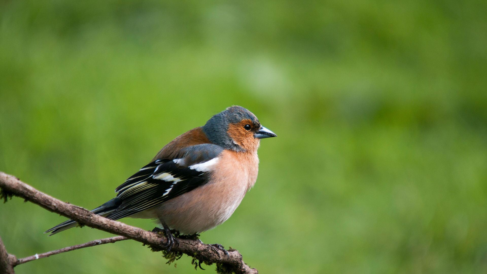 Vogelwanderung Odenwald