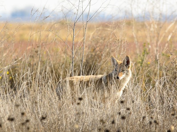 Coyote Teaching